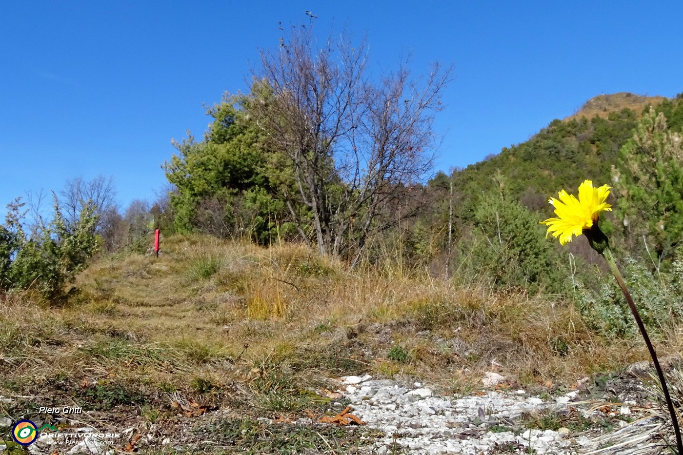 54 Anche un bel fiore giallo mi indica la meta .JPG